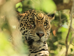 Jaguar with cut under eye, close view, Mato Grosso, Brazil