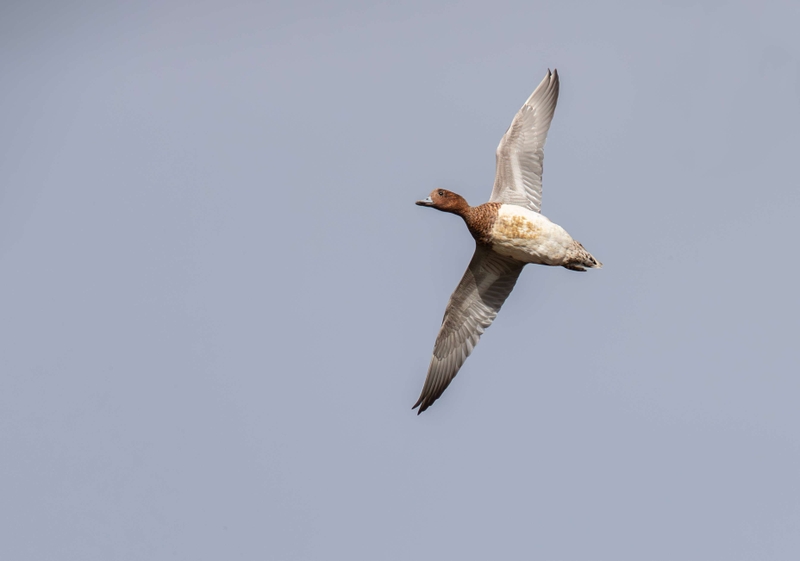 Wigeon - Dee Estuary - North Wales