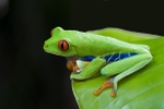 Red-eyed Tree Frog