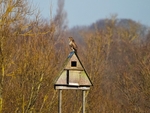 Common Buzzard
