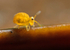 Sminthurinus aureus