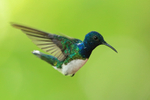 White-necked Jacobin (male), Gamboa, Panama