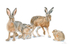 Hare today