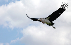 Wild Birds portfolio