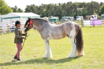 Class 63-65 - Traditional Gypsy Cobs In Hand & Ridden portfolio