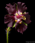 Geranium phaeum