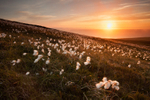 Cotton Grass