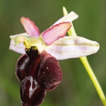 Hybrid between Bertolonii's Ophrys and the Majella Ophrys O. bertolonii x O.  Ophrys sphegodes ssp majellensis ...also (Ophrys passionis ssp majellensis)