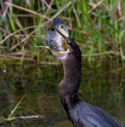 Birds 053