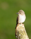 20110615-IMG_5908