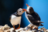 June - Puffins, Skomer Island