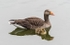 Slimbridge-1