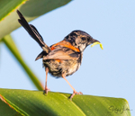 Red Wren Young Male 7