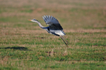Grey Heron