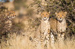 Mashatu Cubs 2