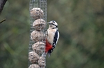 Great Spotted Woodpecker