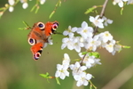Peacock Butterfly.   ref 3677