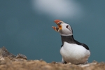 Atlantic Puffin