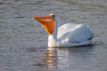 White Pelican