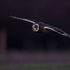 Short Eared Owl flying