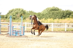 SBM_001270
