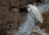 Little Egret