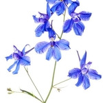 Forking Larkspur (Consolida regalis)