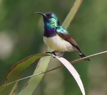 Variable Sunbird