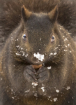 Squirrel In Winter