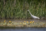 Great White Egret