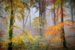 z3690 Misty Colours of Autumn, Brighstone Forest