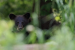 Hidden Black Bear cub, Minnesota, USA
