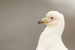 Snowy Sheathbill portrait, Saunders Island, Falklands
