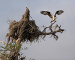 Osprey wings raised near nest, Blue Cypress Lake, Florida