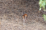 Red Deer