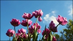 MU_035