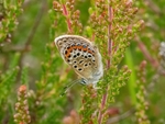 Silver-studded Blue