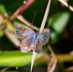 AnimalsCreatures _0043