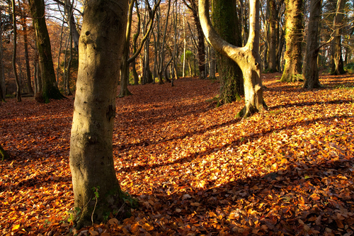 A carpet of golden beech leaves at Ballaglass Glen.