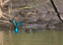 Kingfisher returns to perch after a fishing trip at Otmoor