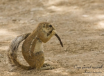 Ground squirrel