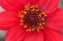 Flower (Red Dahlia) - 6684