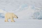 Female Polar Bear with GPS tracking collar, Svalbard, Norway