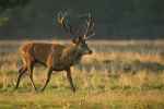 Red Deer