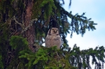 Northern Hawk Owl