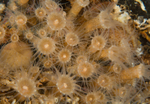 Epizoanthus couchii