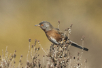 Dartford Warbler