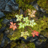 HERB ROBERT IN AUTUMN GARB, 2017 - BRUCE COUNTY