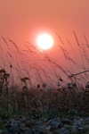Sunset Grasses