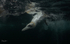 Underwater Gannets 3